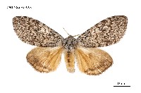 藏品(臺灣麗毒蛾)的圖片